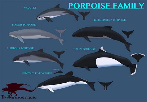 Porpoise Family References by Drakesaurian on DeviantArt