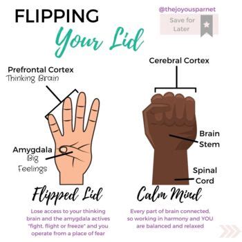 Results for flipping a lid | TPT