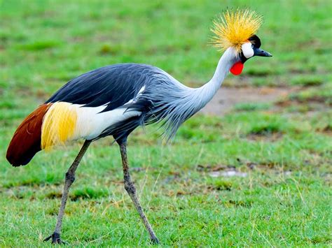 Top 20 Birds of Uganda, bird species in Uganda & birding tours in Uganda