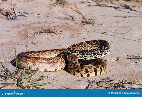 Bullsnake (Pituophis Catenifer Sayi) Stock Photos - Image: 31013893