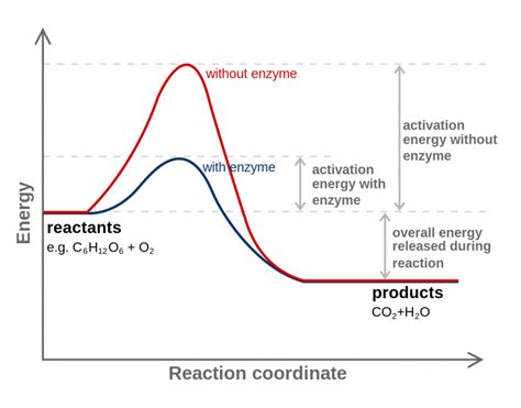 What Is Activation Energy? Definition and Examples