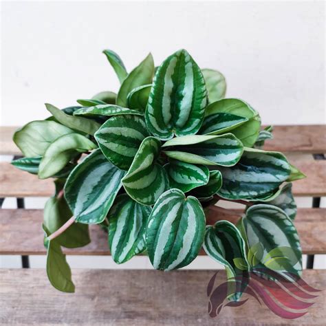 Peperomia Watermelon - LS Group