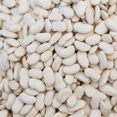 Which Beans Have The Most Protein?