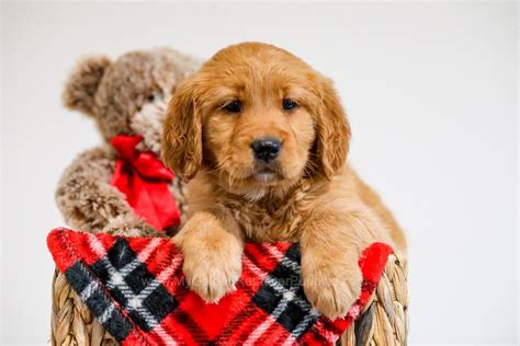 Winter - My Golden Retriever Puppies