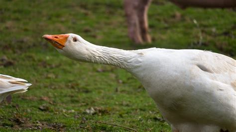 Are Geese Dangerous? | The Garden and Patio Home Guide