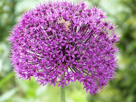 Allium 'Purple Sensation' | Cool plants, Plants, Longfield gardens