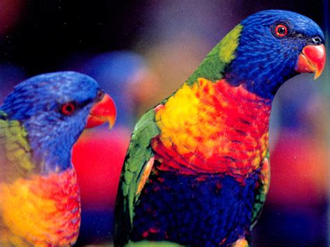 Rainbow Lorikeet | Pet birds, Pets cats, Animals