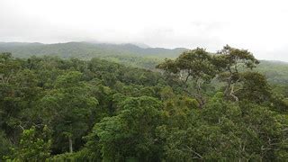 Daintree Rainforest, Queensland (483855) | Daintree Rainfore… | Flickr