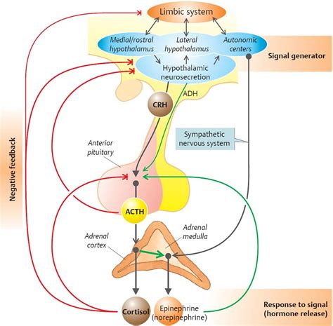 Adrenal Hormones - Physiology - An Illustrated Review