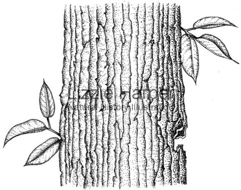 Tree Bark Drawing at GetDrawings | Free download