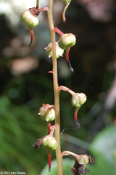 Pyrola asarifolia (Pink Pyrola): Minnesota Wildflowers