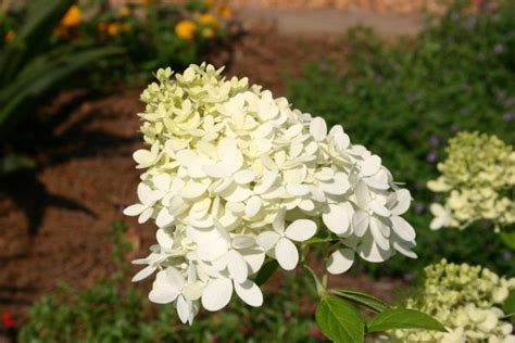 ‘Limelight’ Hydrangea – Pruning | Walter Reeves: The Georgia Gardener