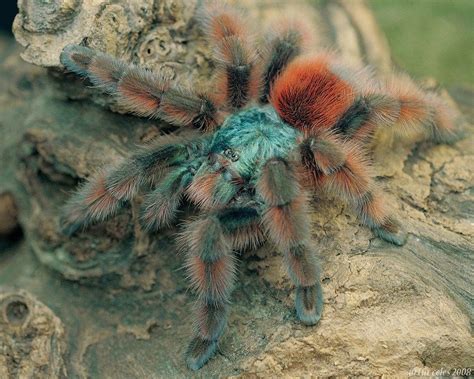 The Antilles pinktoe tarantula. | Pet tarantula, Tarantula, Pink toes