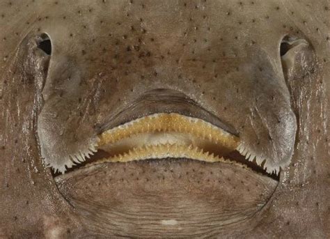 This is the face of one of the rarest animals in Australia - Australian ...