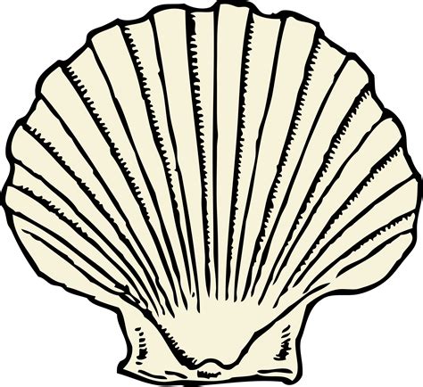 scallop shell | Scallop shells, Art, Seashell clipart