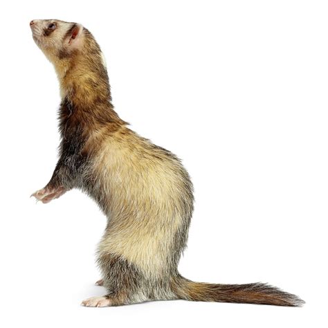 Polecat Facts | Facts About Ferrets | DK Find Out