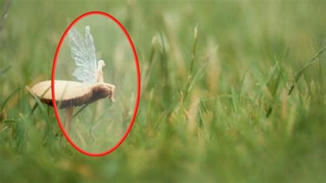 5 FAIRIES CAUGHT IN REAL LIFE 2018 | Naturfotos, Echt jetzt, Wesen