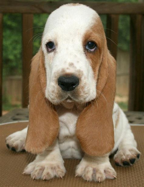 Our baby Basset | Hound puppy, Puppies, Cute puppies