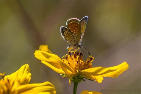 Western Pygmy Blue Butterfly Photograph by David Eisenberg - Pixels