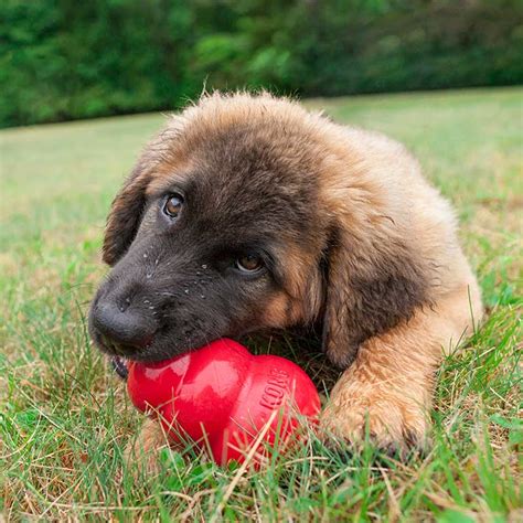 13 Best Dog Toys for Teething Puppies