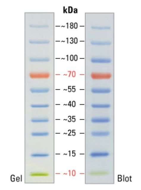 Protein Marker 10-180 KDa For Western Blotting Protein Ladder Lab ...