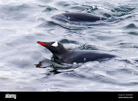 Penguins swimming in the Southern Ocean, Antarctica Stock Photo - Alamy