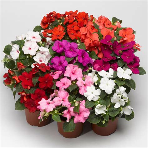 Impatiens Seeds F1 accent mix available seedsnpots.com