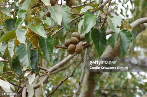 13 Candlenut Tree Stock Photos, High-Res Pictures, and Images - Getty ...