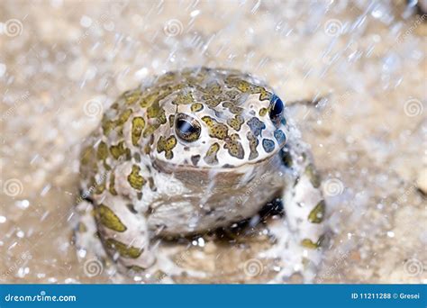 Toad stock photo. Image of brown, rain, toad, macro, amphibian - 11211288