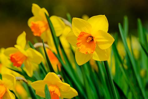 Por qué no florecen los narcisos