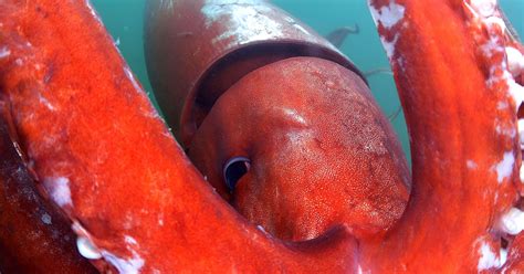 Watch: Rare giant squid caught on camera in Japanese bay | Giant squid, Squid, Octopus pictures