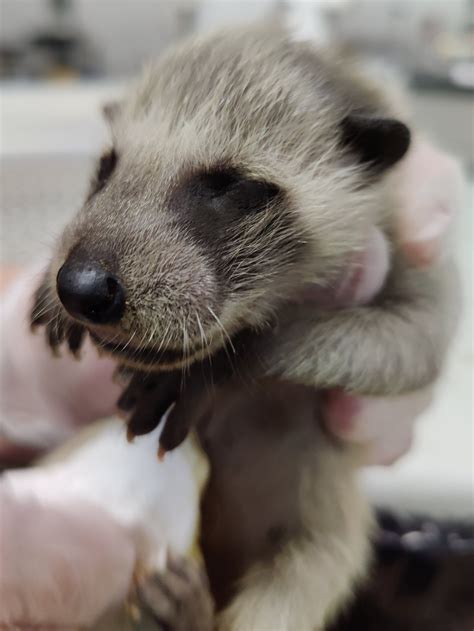 Baby Raccoons — Philadelphia Metro Wildlife Center