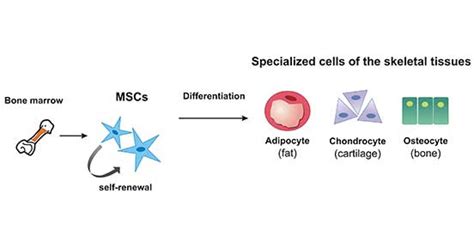 Mesenchymal Stem Cells Markers