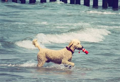 Top 10 Swimming Dog Breeds | PetMD