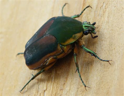 Green June Beetle | BirdForum