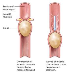 Peristalsis - MedFriendly.com