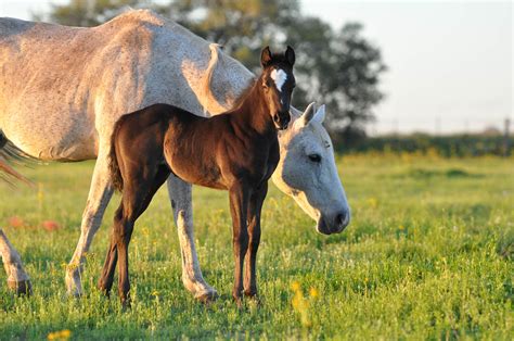 Services - Zerlotti Genetics Ltd - Industry Leader of Equine Genetics