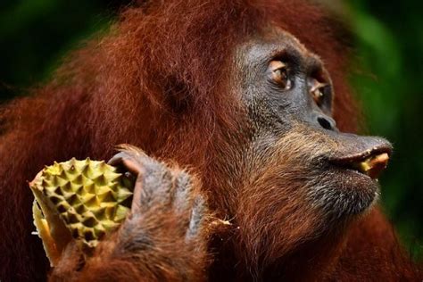 Singapore Zoo marks 44 years with durian feast for orang utans and friends | The Straits Times