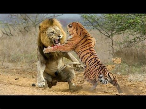 Lion Vs Tiger Fight