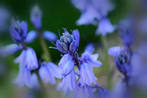Virginia Bluebells Plant: How to Grow and Care for Virginia Bluebells