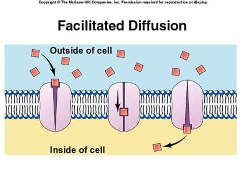 Facilitated Diffusion Diagram