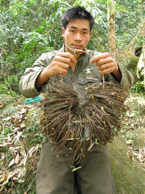 Saola still a mystery 20 years after its spectacular debut | WWF