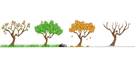 Download Seasons, Four Seasons, Tree. Royalty-Free Vector Graphic - Pixabay