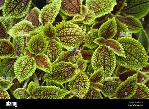 Moon Valley Pilea, Pilea involucrata, Urticaceae Stock Photo: 29408666 - Alamy