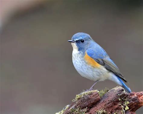 Red-flanked bluetail - Facts, Diet, Habitat & Pictures on Animalia.bio