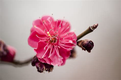 Prunus mume Archives - Plant Talk