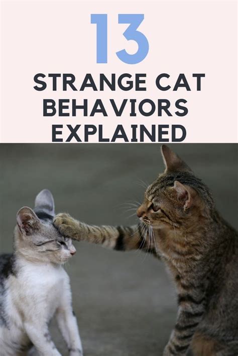 13 Strange Cat Behaviors Explained - Cat behaviors | Cat behavior, Cat ...