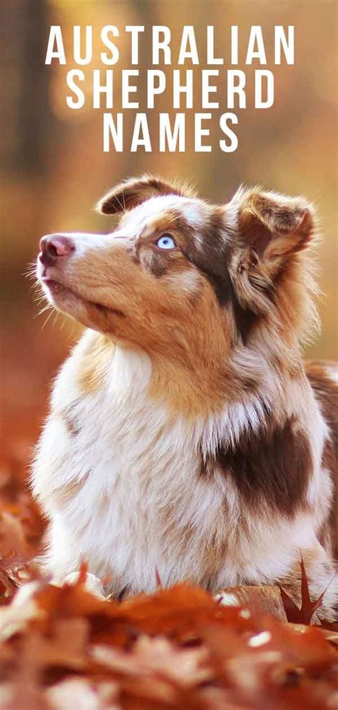 Names Archives - dogsnet.com | Australian shepherd names, Cute names ...