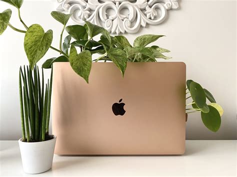 Top 10 Plants For Your Home Office. (That clean the air and are hard to kill) - My Tasteful Space