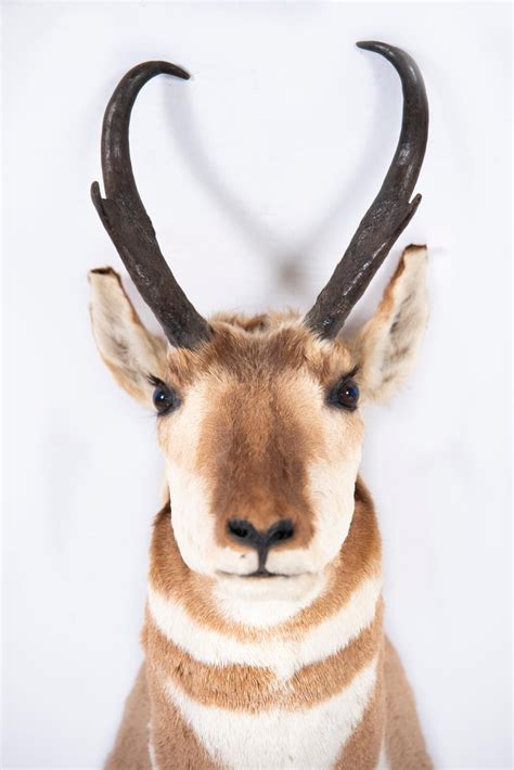 Lot - Taxidermy Head Mount, Antelope